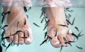Fish working on woman's feet in health spa in San Sebastian